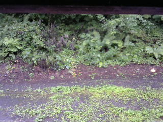 長野県菅平高原 ゆたか山荘 南側 2025/08/11 06:30