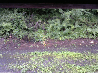 長野県菅平高原 ゆたか山荘 南側 2025/08/11 07:15