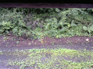 長野県菅平高原 ゆたか山荘 南側 2025/08/11 08:00