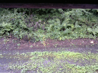 長野県菅平高原 ゆたか山荘 南側 2025/08/11 08:30