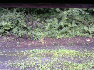 長野県菅平高原 ゆたか山荘 南側 2025/08/11 08:45