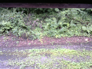 長野県菅平高原 ゆたか山荘 南側 2025/08/11 09:15