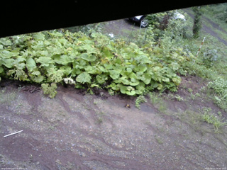 長野県菅平高原 ゆたか山荘 駐車場 2025/08/11 06:45