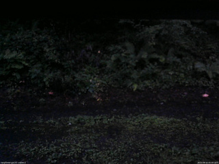 長野県菅平高原 ゆたか山荘 南側 2025/08/12 05:00