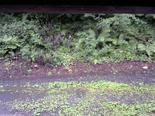長野県菅平高原 ゆたか山荘 南側 2025/08/12 05:45