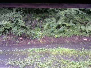 長野県菅平高原 ゆたか山荘 南側 2025/08/12 06:00