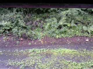 長野県菅平高原 ゆたか山荘 南側 2025/08/12 06:15