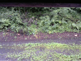 長野県菅平高原 ゆたか山荘 南側 2025/08/12 06:30
