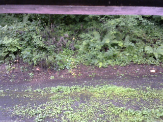 長野県菅平高原 ゆたか山荘 南側 2025/08/12 06:45