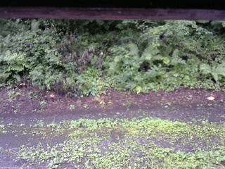 長野県菅平高原 ゆたか山荘 南側 2025/08/12 07:00