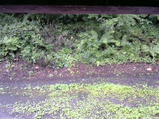 長野県菅平高原 ゆたか山荘 南側 2025/08/12 10:00