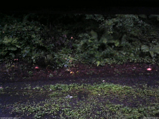 長野県菅平高原 ゆたか山荘 南側 2025/08/13 05:00