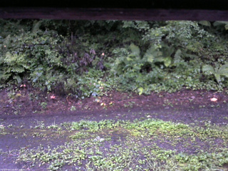 長野県菅平高原 ゆたか山荘 南側 2025/08/13 05:30