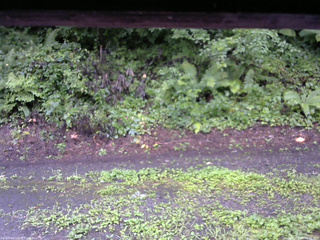 長野県菅平高原 ゆたか山荘 南側 2025/08/13 06:15