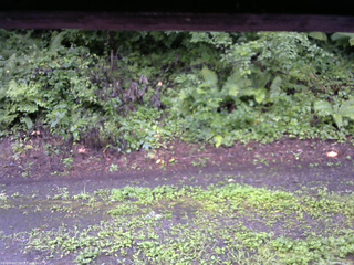 長野県菅平高原 ゆたか山荘 南側 2025/08/13 06:30