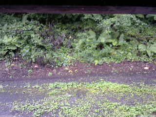 長野県菅平高原 ゆたか山荘 南側 2025/08/13 06:45