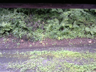 長野県菅平高原 ゆたか山荘 南側 2025/08/13 07:45