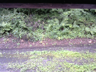 長野県菅平高原 ゆたか山荘 南側 2025/08/13 08:45