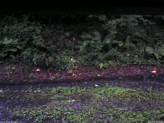 長野県菅平高原 ゆたか山荘 南側 2025/08/14 05:00