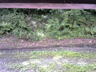 長野県菅平高原 ゆたか山荘 南側 2025/08/14 09:15