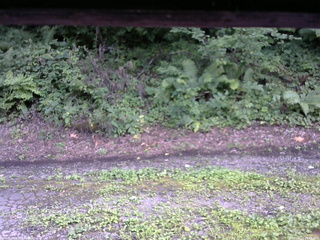 長野県菅平高原 ゆたか山荘 南側 2025/08/14 15:15