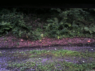 長野県菅平高原 ゆたか山荘 南側 2025/08/14 18:45