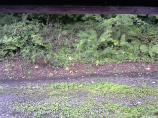 長野県菅平高原 ゆたか山荘 南側 2025/08/15 06:30