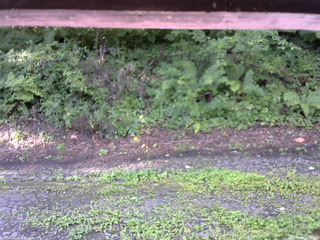 長野県菅平高原 ゆたか山荘 南側 2025/08/15 06:45