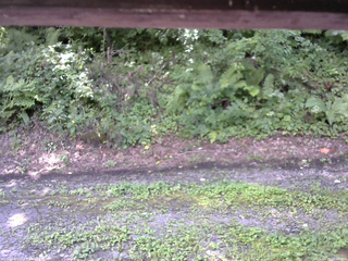 長野県菅平高原 ゆたか山荘 南側 2025/08/15 12:30