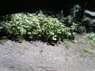 長野県菅平高原 ゆたか山荘 駐車場 2025/08/15 08:30