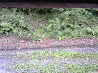 長野県菅平高原 ゆたか山荘 南側 2025/08/16 15:30