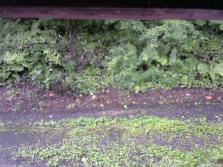 長野県菅平高原 ゆたか山荘 南側 2025/08/17 06:30