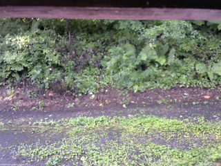 長野県菅平高原 ゆたか山荘 南側 2025/08/17 06:45