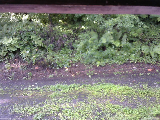 長野県菅平高原 ゆたか山荘 南側 2025/08/17 07:00