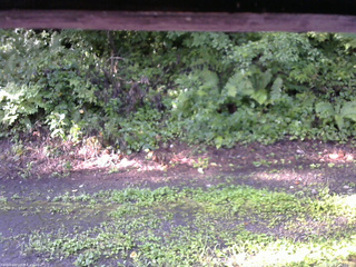 長野県菅平高原 ゆたか山荘 南側 2025/08/17 07:15