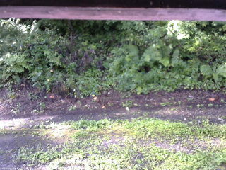 長野県菅平高原 ゆたか山荘 南側 2025/08/17 07:30