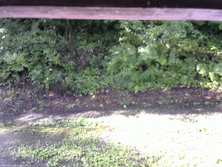 長野県菅平高原 ゆたか山荘 南側 2025/08/17 07:45