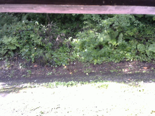 長野県菅平高原 ゆたか山荘 南側 2025/08/17 08:00