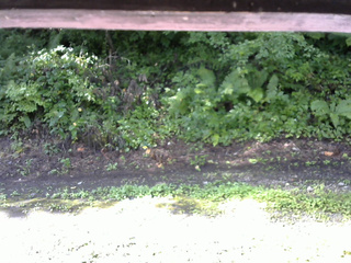 長野県菅平高原 ゆたか山荘 南側 2025/08/17 08:15