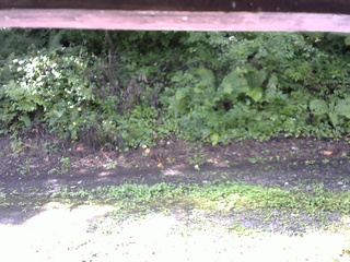 長野県菅平高原 ゆたか山荘 南側 2025/08/17 08:30