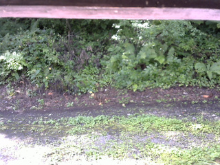 長野県菅平高原 ゆたか山荘 南側 2025/08/17 08:45