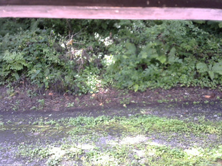 長野県菅平高原 ゆたか山荘 南側 2025/08/17 09:15