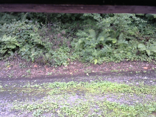 長野県菅平高原 ゆたか山荘 南側 2025/08/17 10:45