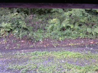 長野県菅平高原 ゆたか山荘 南側 2025/08/18 06:15