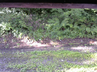 長野県菅平高原 ゆたか山荘 南側 2025/08/18 07:15