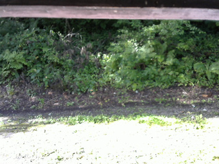 長野県菅平高原 ゆたか山荘 南側 2025/08/18 08:00