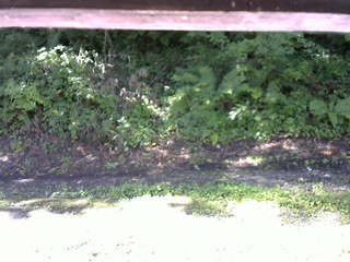 長野県菅平高原 ゆたか山荘 南側 2025/08/18 08:15