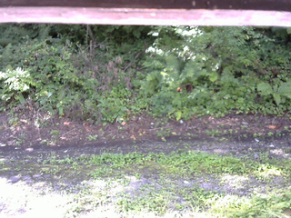 長野県菅平高原 ゆたか山荘 南側 2025/08/18 08:45