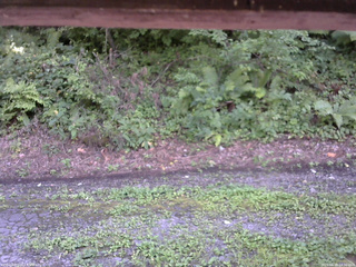 長野県菅平高原 ゆたか山荘 南側 2025/08/18 14:30