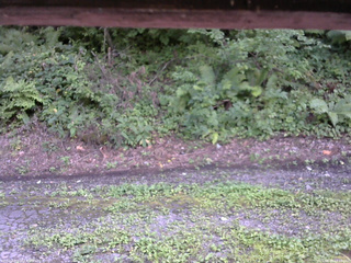 長野県菅平高原 ゆたか山荘 南側 2025/08/18 14:45